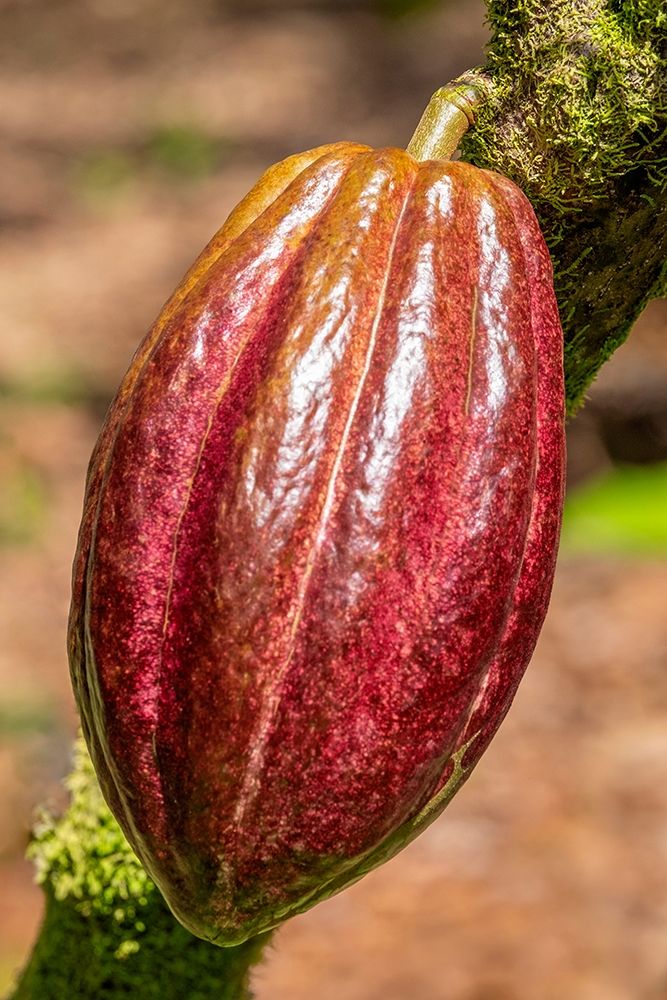 Cacao fruit